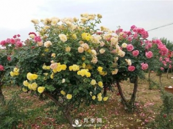 武漢冬季園林綠化帶的月季，修剪技巧