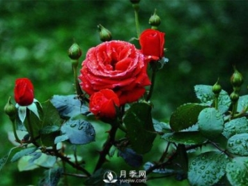 洛陽(yáng)夏季養(yǎng)藤本月季的技巧，花友快來(lái)看看吧