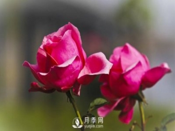 淄博樹狀月季好看，要學會嫁接這個妙招