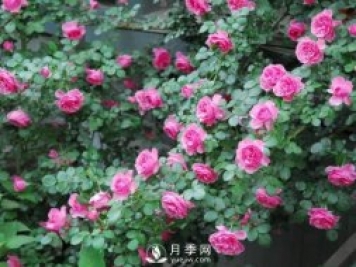 爬藤月季，一顆就能把院子打造成一花海