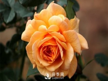 盆栽月季樹插穗、新栽苗、生長期如何修剪？