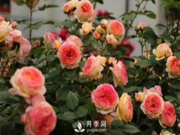 月季網(wǎng)教你不同時(shí)期的月季都有哪些修剪方式？