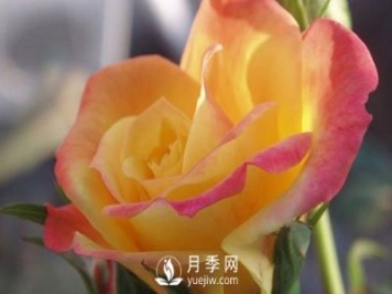 泰安大花月季在施肥時，有需要注意些什么？