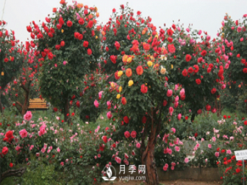 新型月季花，要遵循什么方法，才栽培出來？