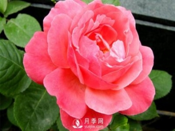 河南大花月季扦插發(fā)芽要掐掉嗎？