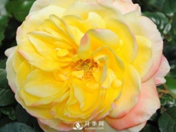 如何防治南陽(yáng)月季霉心?。? title=