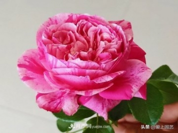 藤月盤扎時(shí)經(jīng)常扎的手疼，推薦無刺的藤本月季品種
