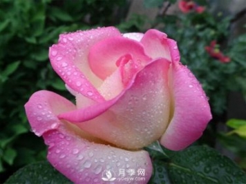 月季的物種歷史是怎樣的？