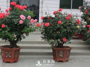 如何讓盆栽月季植株大，枝頭多，開滿盆常開不?。? title=