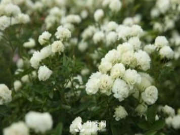 怎樣防治南陽(yáng)月季黑斑病病害？