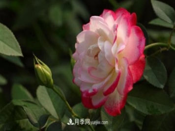 月季常見的病蟲害問題！月季這么養(yǎng)，芬芳留給你