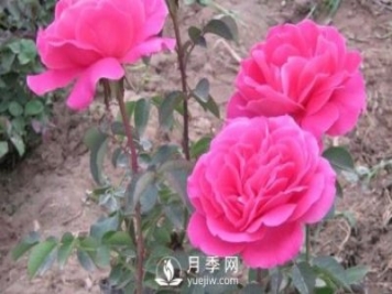 地栽南陽月季的水分管理工作怎樣進行？