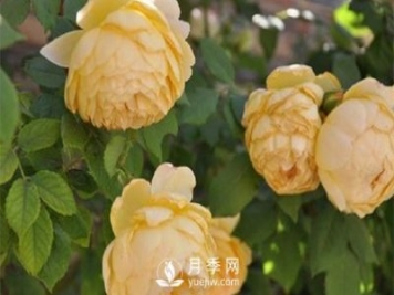發(fā)酵農(nóng)家肥不徹底對(duì)南陽月季花有什么影響？