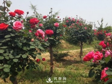 月季樹長得好好的為什么要嫁接呢？