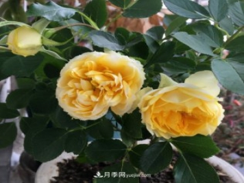 冬季實惠的裸根月季，栽種做好3件事讓冬季室內(nèi)開滿花
