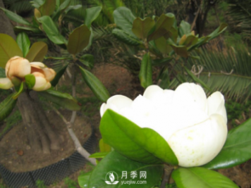 廣玉蘭遭遇病蟲害怎么辦？南陽玉蘭養(yǎng)護知識