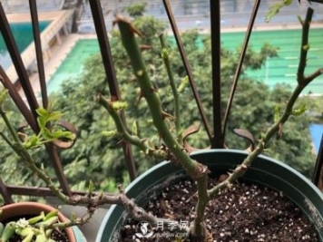 月季如何抹芽？這三類芽必除之！