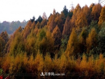 十九屆五中全會順利召開，這些樹種大有前景