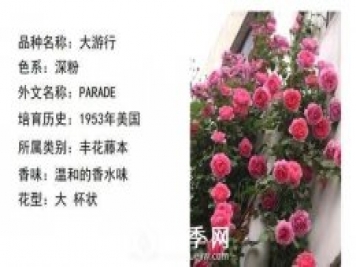 藤本月季經(jīng)典品種介紹，每一款都很美