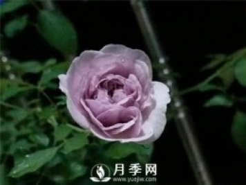 爆款月季“藍(lán)色陰雨”，火遍網(wǎng)絡(luò)