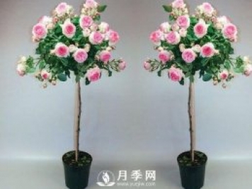 美哭！超級棒的棒棒糖迷你月季樹