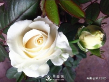 雪山系列月季品種，美麗的手捧花，還是經(jīng)典的花園明星
