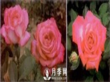 俞紅強團(tuán)隊自育月季新品種有哪些？