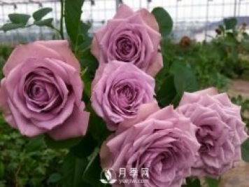 40種藍(lán)紫色月季品種大盤點(diǎn)，經(jīng)典品種都在這了