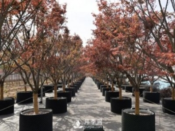 28項(xiàng)行業(yè)標(biāo)準(zhǔn)，198項(xiàng)地方標(biāo)準(zhǔn)，助推北京園林綠化高質(zhì)量發(fā)展