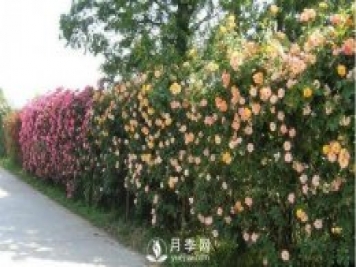 做花墻除了藤本月季花墻，還有這4種花