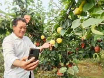 梨農(nóng)結(jié)盟 南陽(yáng)博望黃金梨有機(jī)品牌越擦越亮