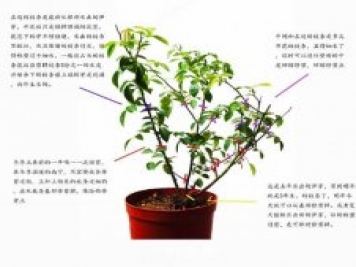 月季修剪圖解 月季網(wǎng)有詳細(xì)說明
