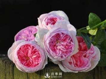 月季、薔薇開花還“結(jié)果”，微型月季盆栽放陽臺，1年開花300天