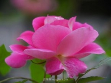 六月南陽(yáng)街頭的月季花讓人心動(dòng)
