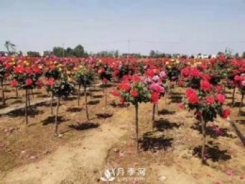 安徽阜陽(yáng)網(wǎng)紅打卡地誕生：阜南恒居月季花海等您來(lái)！