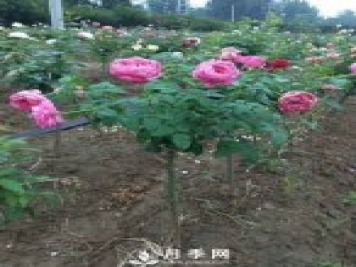 花農(nóng)又出新花樣！歐月嫁接到樹上，歐月棒棒糖