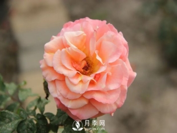 泰達秋月月季的優(yōu)缺點是什么？
