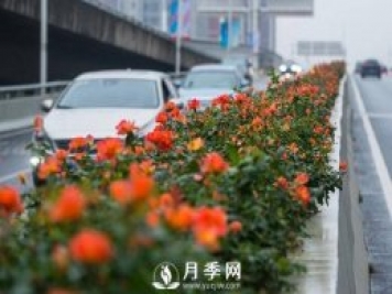 月季花期可調(diào)控，看武漢10月中旬月季花艷麗開放