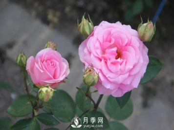 泰達(dá)粉鉆月季的優(yōu)缺點(diǎn)是什么？
