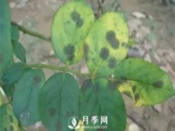 養(yǎng)護(hù)好月季花，這些蟲(chóng)害技巧你要知道