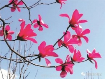 玉蘭新品種，走出宜昌五峰的紅花玉蘭