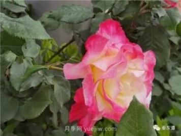 市花月季扮靚陜西渭南，朝陽(yáng)大街成了鮮花大道
