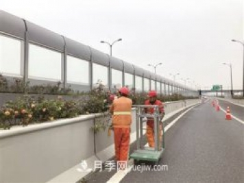 杭州市35萬株高架月季花進(jìn)入冬季修剪期