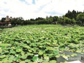 荷花種質(zhì)資源庫：關(guān)注熱帶型荷花 帶動云南荷花產(chǎn)業(yè)
