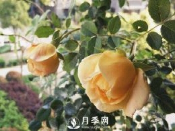 黃金慶典，艾莎，陽臺黨必入月季品種，大美花型和香味