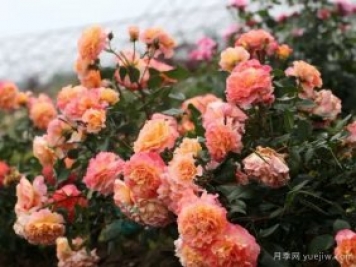 養(yǎng)盆栽月季想多開花，除了土壤選對，施肥也很重要