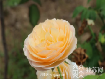 江蘇宿遷快繁科技培育月季 帶領村民致富奔小康
