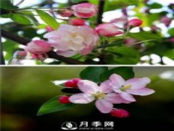 海棠花，與牡丹、蘭花、梅花并稱為“中國春花四絕”
