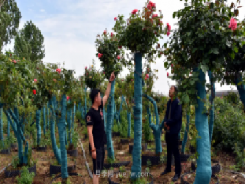 古樁月季繁花似錦，美麗經(jīng)濟(jì)花開鎮(zhèn)平
