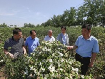 唐河唐梔子，地標農產品成農民增收致富的朝陽產業(yè)
